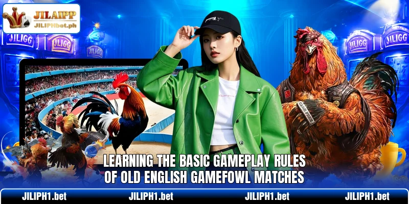 Learning the basic gameplay rules of old English gamefowl matches