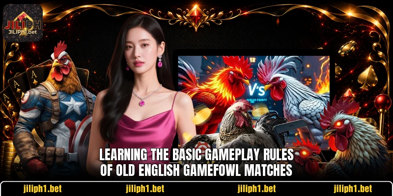 Learning the basic gameplay rules of old English gamefowl matches
